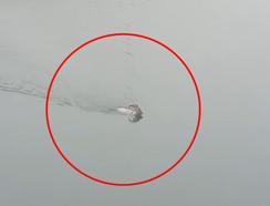 Dağ keçisi baraj gölünü yüzerek geçti; o anlar kamerada