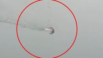 Dağ keçisi baraj gölünü yüzerek geçti; o anlar kamerada