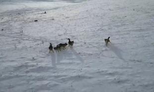 Doğada gezinen kurt sürüsü dron ile görüntülendi