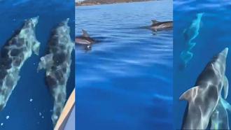 Muğla'da teknenin yanında yüzen yunus sürüsü kamerada