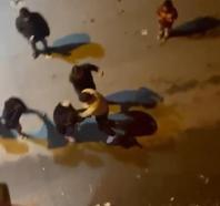 Taksici ile kadınların kavgası kamerada