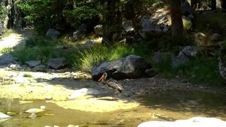 Türkiye'de nadir görülen karaleylek fotokapana yansıdı