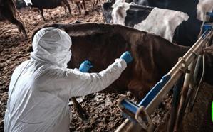 Bolu’da 1 aylık şap karantinası sona erdi