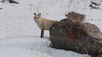 Dron sesinden tedirgin olan kızıl tilki, yuvasını terk etmedi