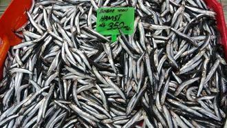 Karadeniz'deki av baskısı hamsi popülasyonunu göçe zorladı