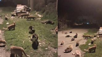 Kedi ve tilkilerin yan yana beslendiği anlar kamerada