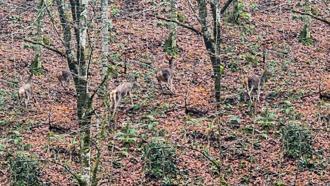 Yedigöller'de ormanda gezinen geyikler kamerada