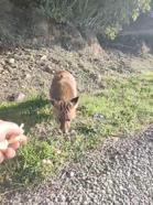 Tilkiyi eliyle besledi