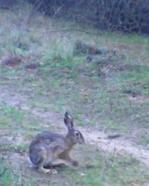 Edirne'de yaban tavşanları fotopakana yansıdı