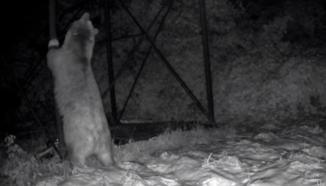 Arı kovanlarına ulaşmaya çalışan ayı kamerada