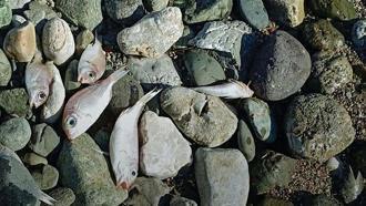 Datça'daki sahile vuran balıkların ölüm nedeni kirlilik değilmiş