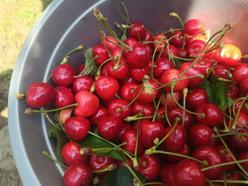 Edirne’den Avrupa’ya ihraç edilen ‘Çeribaşı kirazı’ coğrafi işaret tescili aldı