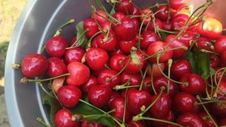 Edirne’den Avrupa’ya ihraç edilen ‘Çeribaşı kirazı’ coğrafi işaret tescili aldı