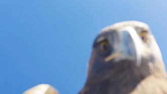 Kartalın kaptığı dron 6 saatlik tırmanışla geri alındı; o anlar kamerada