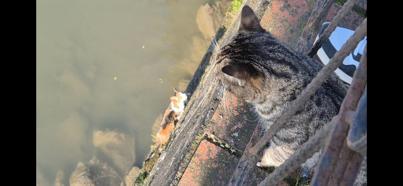 Çaya düşen yavru kedi, itfaiye tarafından kurtarıldı