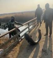 Çayda eliyle yakaladığı yayın balığını güçlükle sudan çıkardı