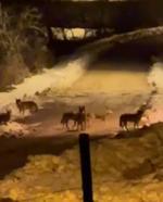 İlçe merkezine inen kurt sürüsü cep telefonuyla görüntülendi