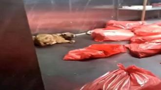 Ankara Büyükşehir Belediyesi'nden 'barınak' açıklaması