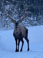 Karla kaplanan Kuzu Yayla Tabiat Parkı'nda kızılgeyik görüntülendi/Ek fotoğraflar