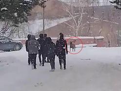Okul bahçesine giren kurt köpeği öğrencilere saldırdı; 3 yaralı