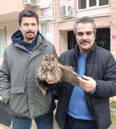 Soğuktan etkilenen baykuş bakıma alındı