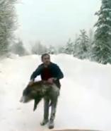 Yaban domuzunu yakaladı, sevdikten sonra tekrar bıraktı