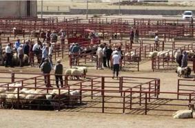 Düziçi'de canlı hayvan pazarı yeniden açıldı