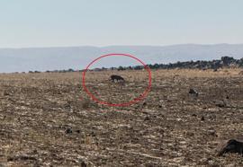 Anadolu parsı, bu kez Şırnak'ta görüntülendi