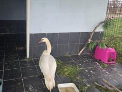 Edirne’de bitkin halde bulunan kuğu, bakıma alındı