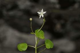 İzmir'de endemik bitki türü keşfedildi; İzmir göbek otu