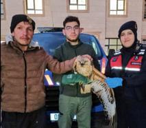 Tavukların arasında bulunan kanadı kırık şahin, tedaviye alındı
