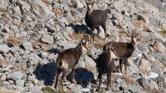 Munzur Dağları’nda çengel boynuzlu keçiler dronla görüntülendi