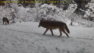 Karabük’te yaban hayatı fotokapana yansıdı