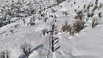 Hakkari’de besiciler karda kızakla hayvanlarına ot taşıyor
