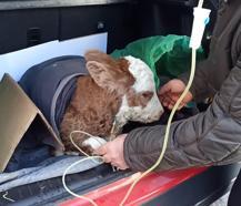 Buzağıya otomobilin bagajında serum tedavisi