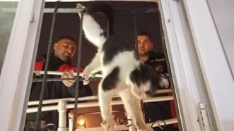 Şırnak’ta damdan düşüp korkuluklara sıkışan kediyi itfaiye ekipleri kurtardı