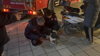 Boş evin balkonunda mahsur kalan kediyi itfaiyeciler kurtardı