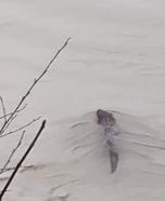 Bartın Irmağı'nda su samuru görüldü