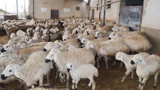 'Aksaray'da, 1 milyon küçükbaş varlığı var'