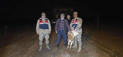 Kilis’te, kayıp büyükbaş hayvan bulundu