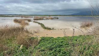 Büyük Menderes Nehri yine taştı; Söke Ovası'nı su bastı