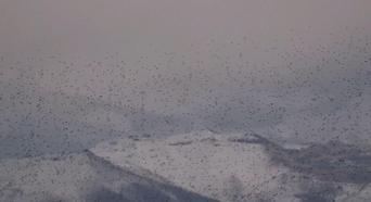 Sığırcık kuşlarının uyum halinde aynı yöne uçtuğu anlar kamerada