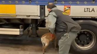 Edirne'de 240 kilo skunk ele geçirildi