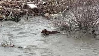 Köprüden nehre düşen sokak köpeği, yüzerek kıyıya ulaştı