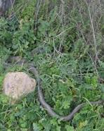 Çanakkale’de yaklaşık 2 metrelik yılan cep telefonu kamerasıyla görüntülendi