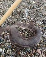 Çanakkale’de amatör balıkçıların oltasını yavru köpek balığı takıldı