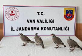 Kınalı keklik avına 85 bin TL ceza