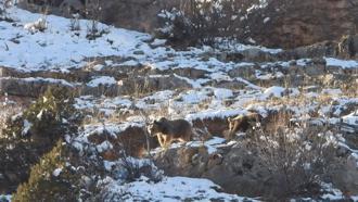 Gümüşhane’de yiyecek arayan ayı ve yavrusu kamerada