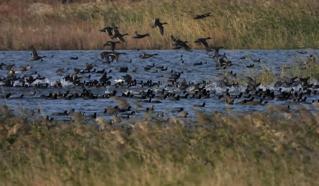 Milleyha'da 'doğa buluşması' başlıyor