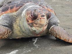 Nesli tehlike altındaki yeşil deniz kaplumbağası  sahilde ölü bulundu